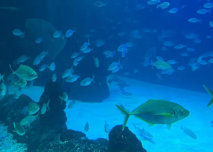 Juncos Ii * 普拉亚戴尔雷安格莱斯